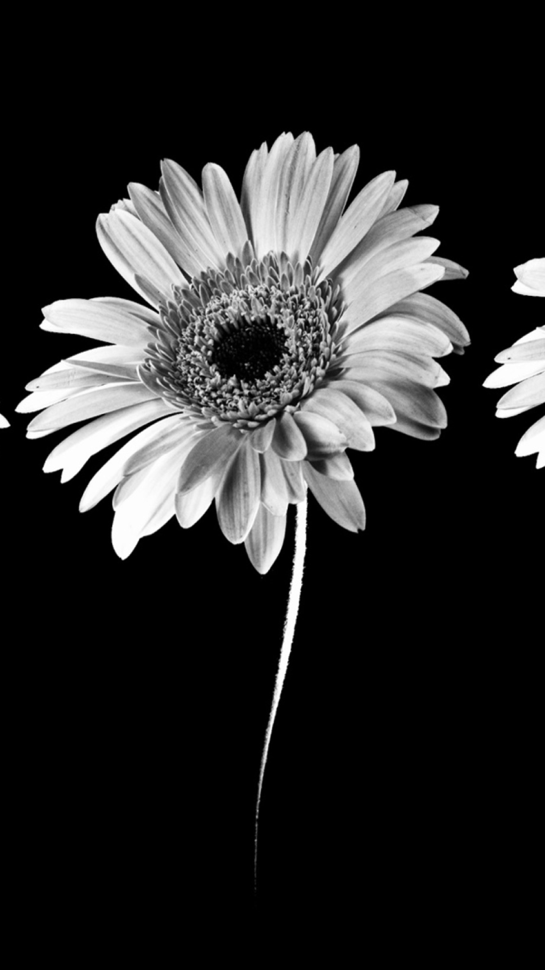 Sfondi Gerbera Flowers 1080x1920