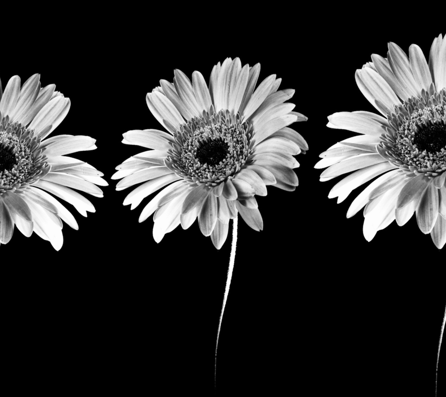 Sfondi Gerbera Flowers 1440x1280