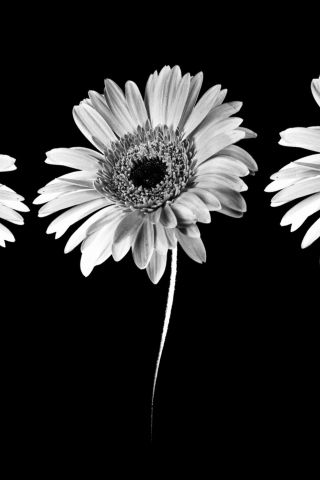 Gerbera Flowers screenshot #1 320x480