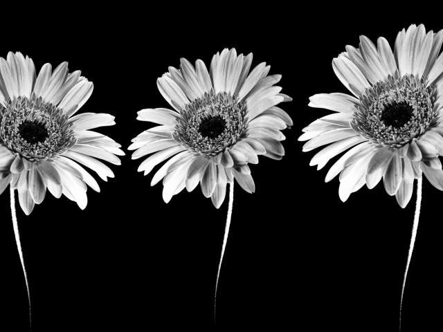 Обои Gerbera Flowers 640x480