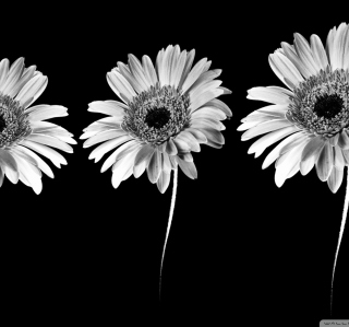 Gerbera Flowers - Obrázkek zdarma pro 1024x1024