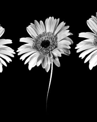 Gerbera Flowers Background for 240x320