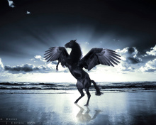 Sfondi Pegasus 220x176