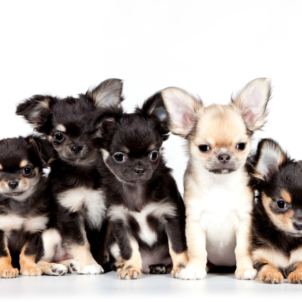 Fondo de pantalla Chihuahua Puppies 1024x1024