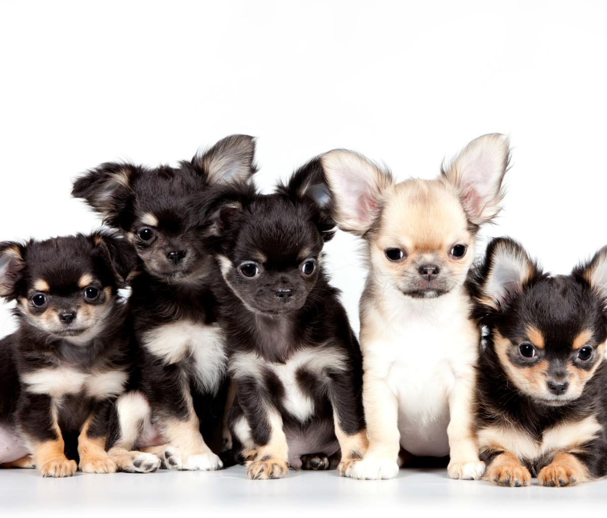 Sfondi Chihuahua Puppies 1200x1024