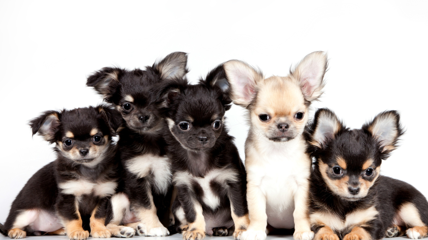Chihuahua Puppies screenshot #1 1366x768