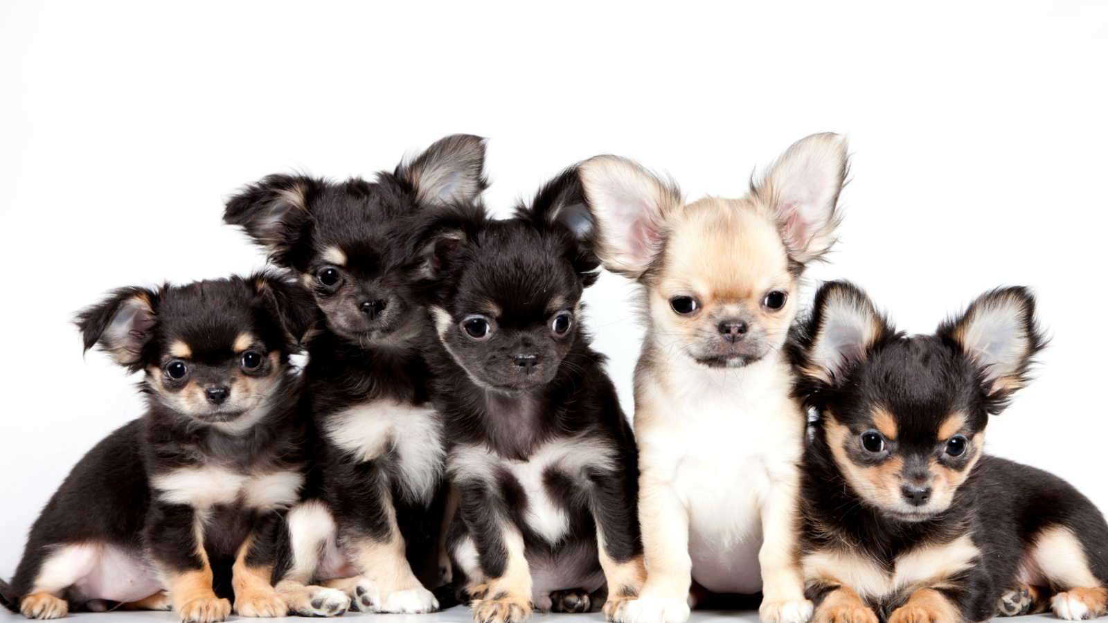 Обои Chihuahua Puppies 1600x900