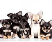 Chihuahua Puppies wallpaper 176x144