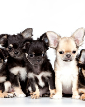Screenshot №1 pro téma Chihuahua Puppies 176x220