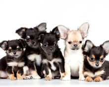 Sfondi Chihuahua Puppies 220x176