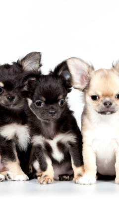 Das Chihuahua Puppies Wallpaper 240x400
