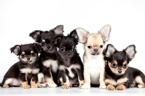 Das Chihuahua Puppies Wallpaper 480x320