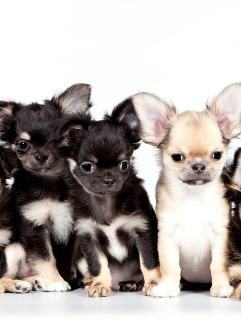Chihuahua Puppies wallpaper 480x640
