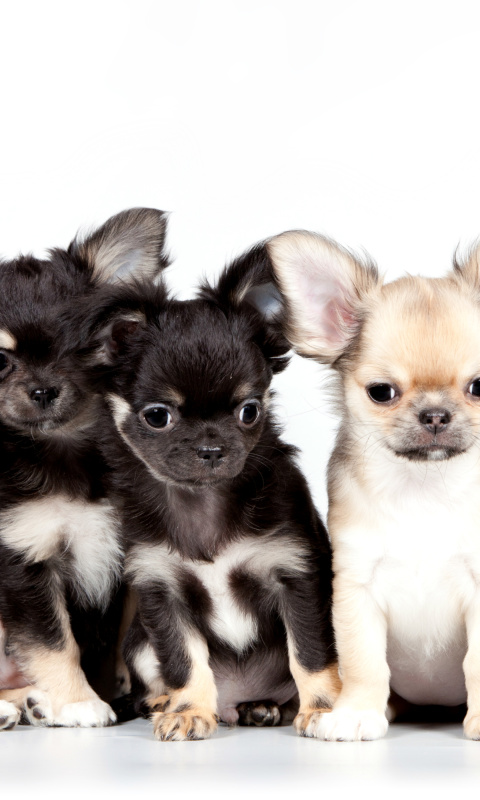 Обои Chihuahua Puppies 480x800