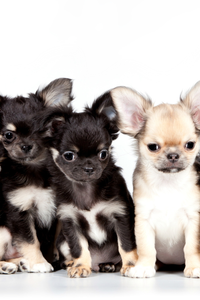 Das Chihuahua Puppies Wallpaper 640x960
