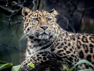 Sfondi Leopard 320x240