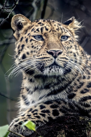 Leopard screenshot #1 320x480