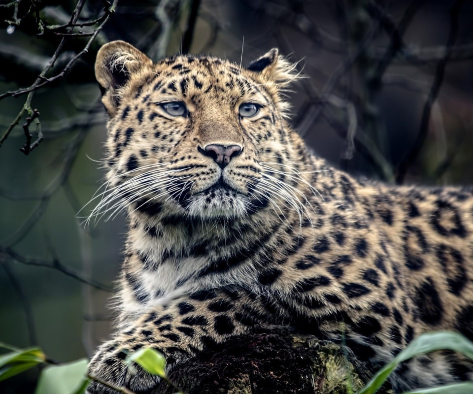 Das Leopard Wallpaper 960x800