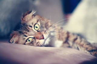 Kostenloses Crying kitten Wallpaper für Android, iPhone und iPad