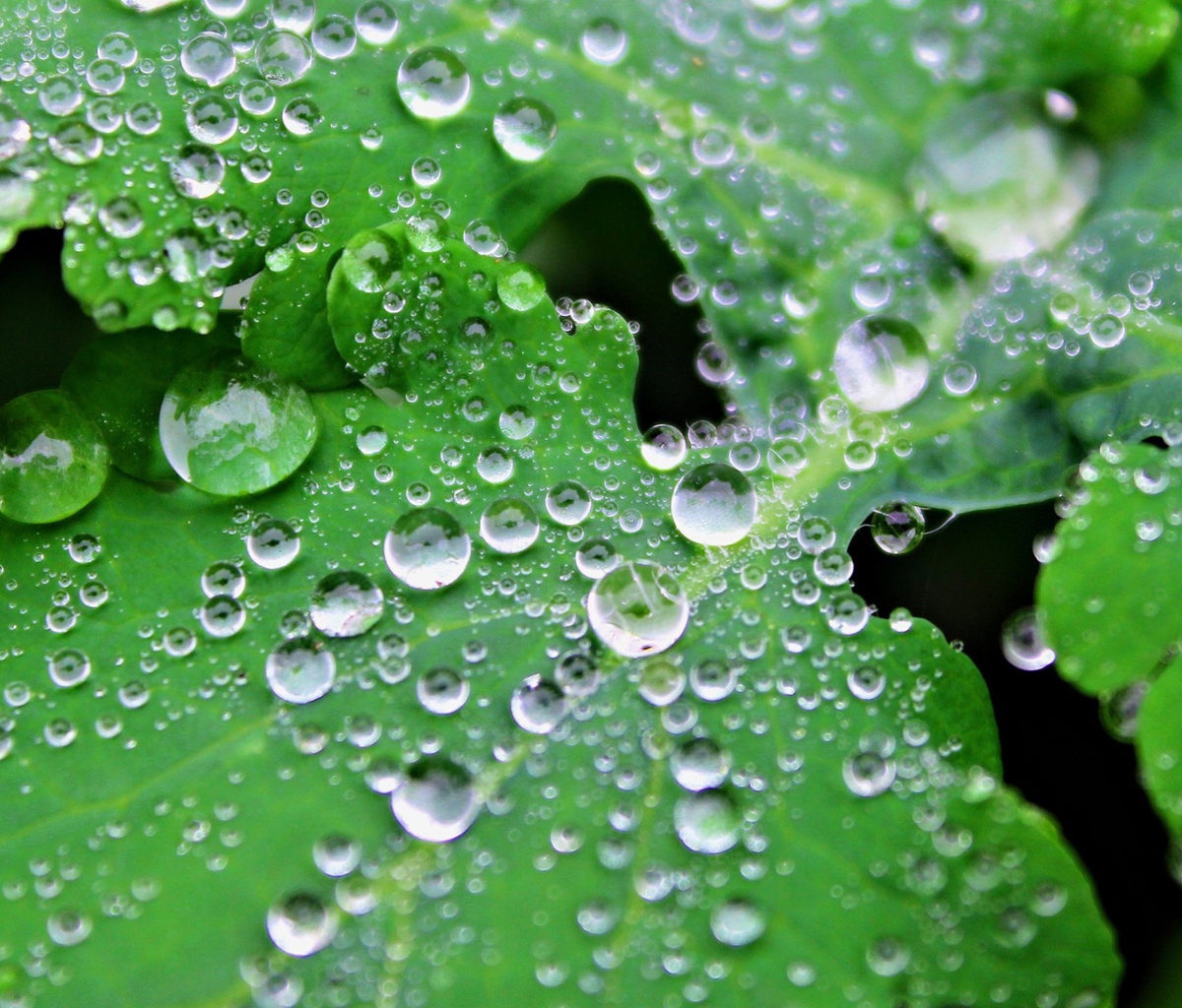 Clear Dew Drops On Green Leaf screenshot #1 1200x1024