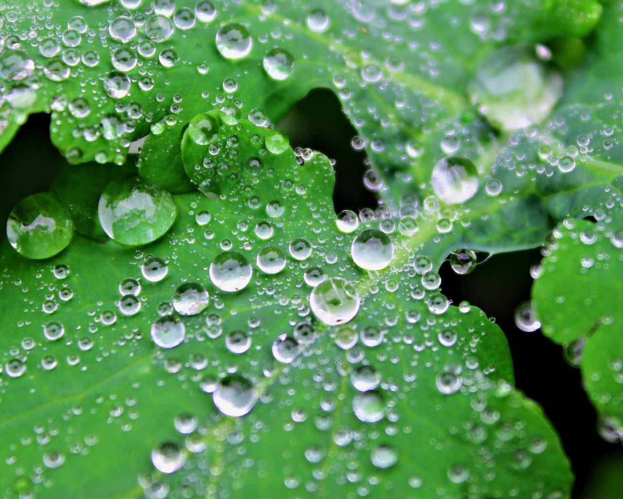 Screenshot №1 pro téma Clear Dew Drops On Green Leaf 1280x1024