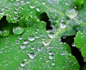 Обои Clear Dew Drops On Green Leaf 176x144