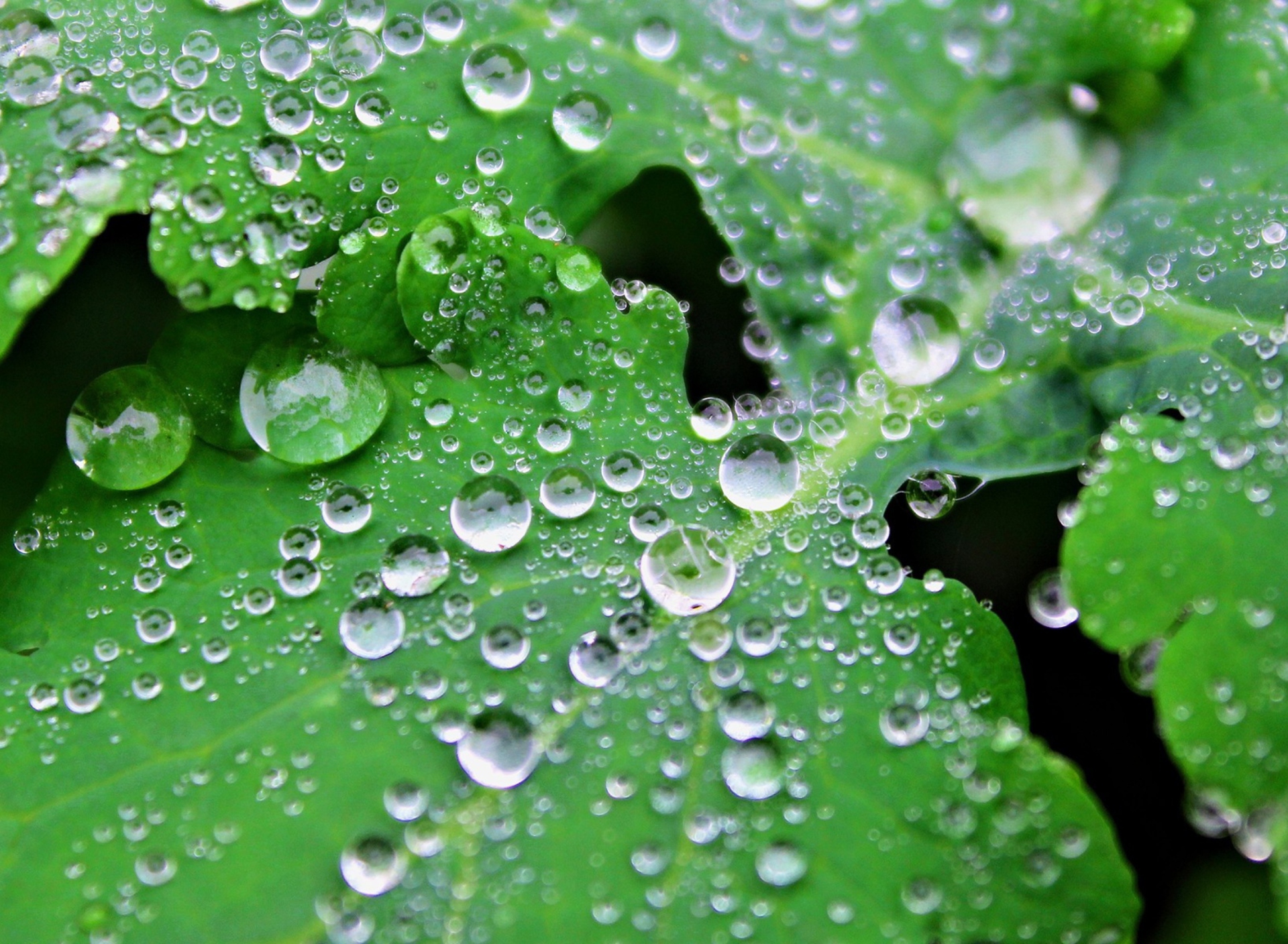 Clear Dew Drops On Green Leaf wallpaper 1920x1408