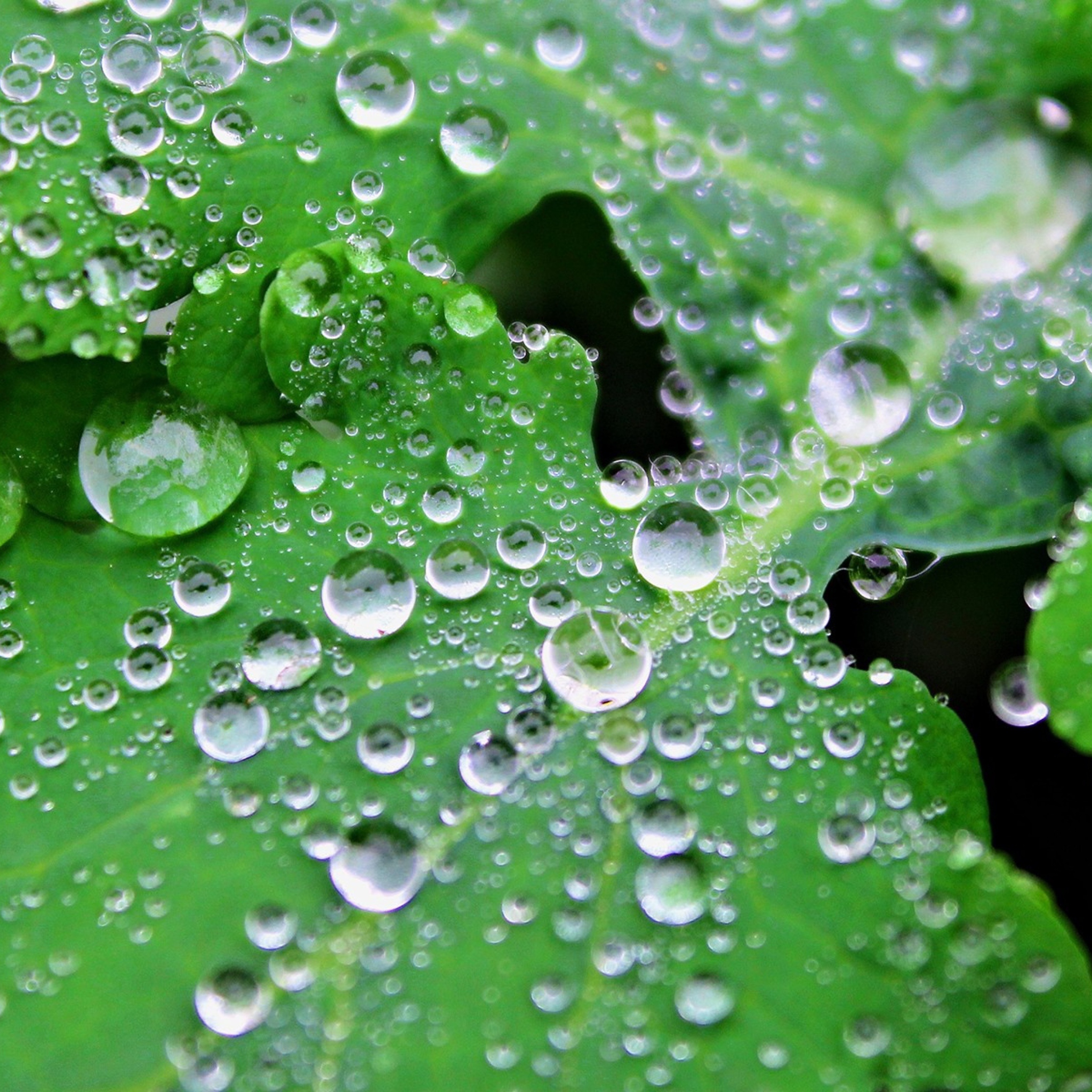 Sfondi Clear Dew Drops On Green Leaf 2048x2048