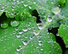 Screenshot №1 pro téma Clear Dew Drops On Green Leaf 220x176