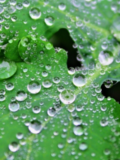 Обои Clear Dew Drops On Green Leaf 240x320