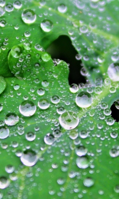 Das Clear Dew Drops On Green Leaf Wallpaper 240x400