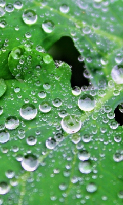 Fondo de pantalla Clear Dew Drops On Green Leaf 240x400