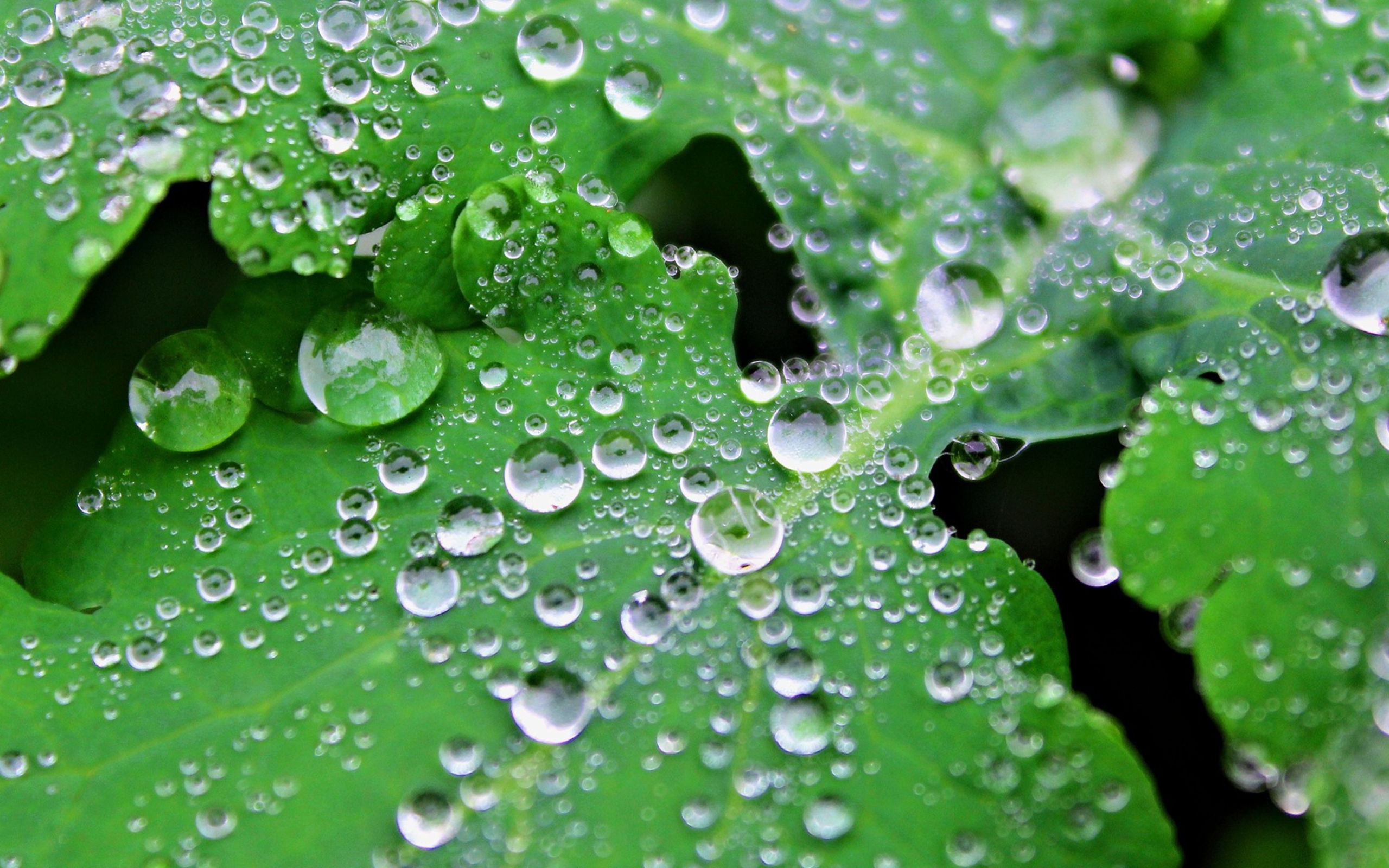 Обои Clear Dew Drops On Green Leaf 2560x1600