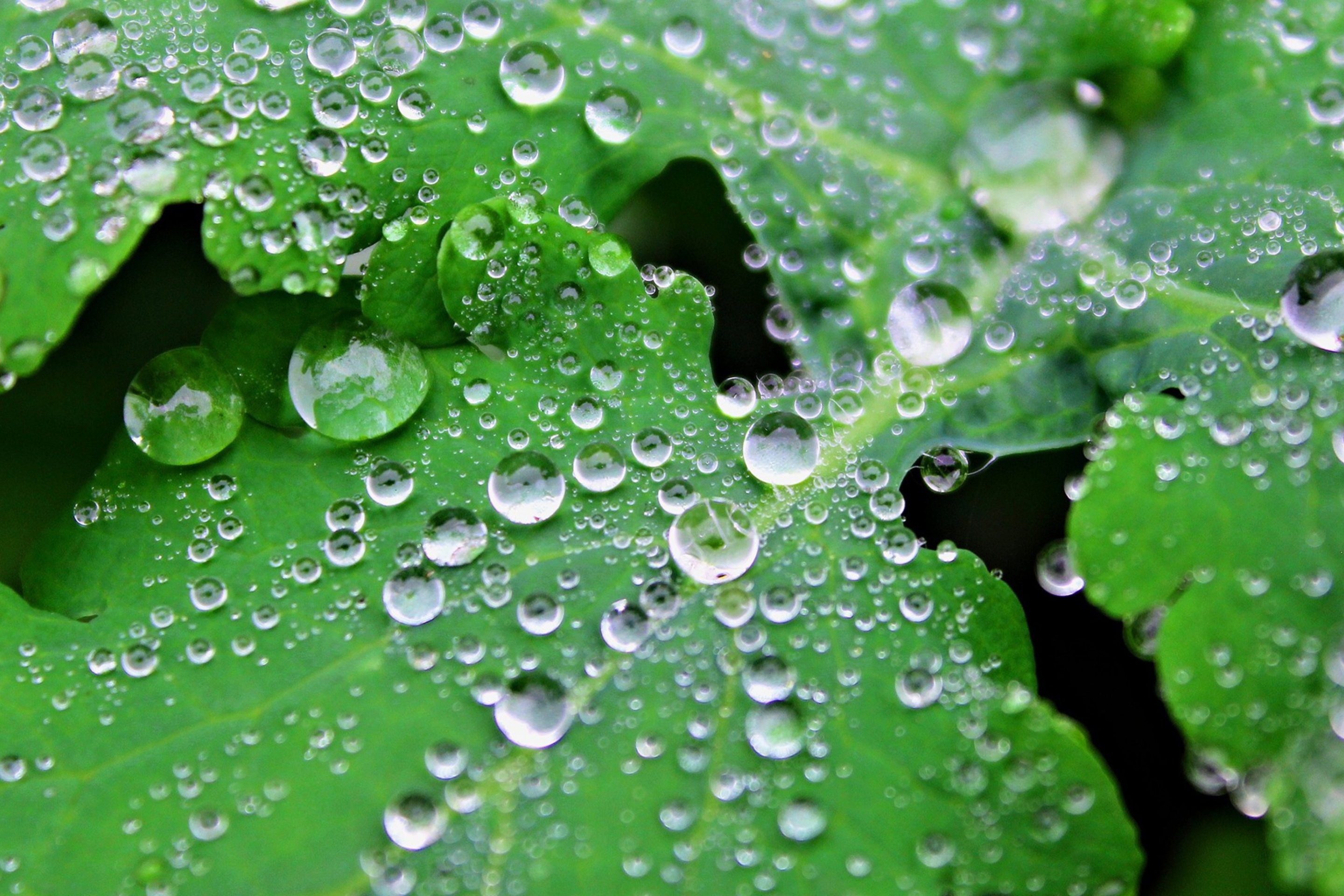 Clear Dew Drops On Green Leaf wallpaper 2880x1920