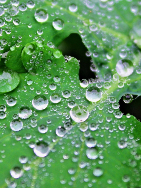 Clear Dew Drops On Green Leaf wallpaper 480x640