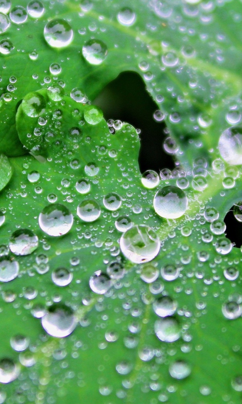 Fondo de pantalla Clear Dew Drops On Green Leaf 480x800