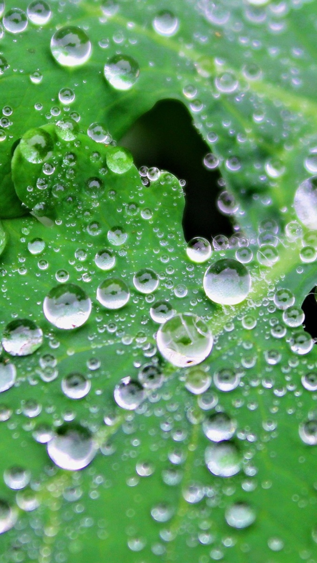Clear Dew Drops On Green Leaf wallpaper 640x1136