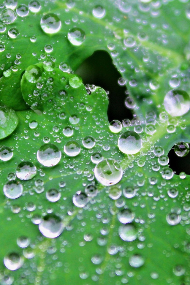 Обои Clear Dew Drops On Green Leaf 640x960