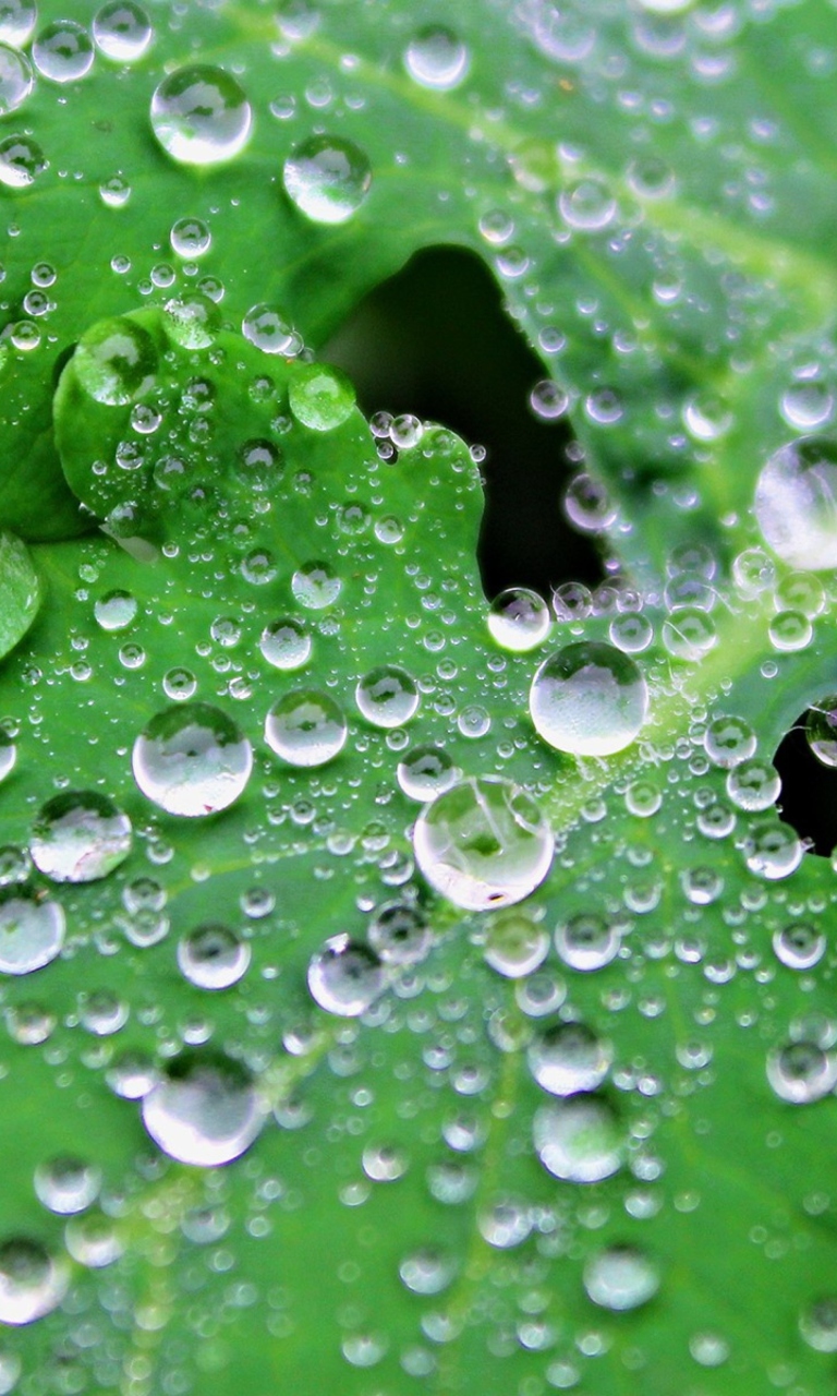 Clear Dew Drops On Green Leaf wallpaper 768x1280