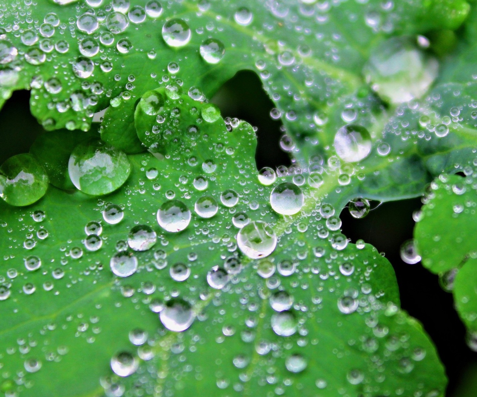 Das Clear Dew Drops On Green Leaf Wallpaper 960x800