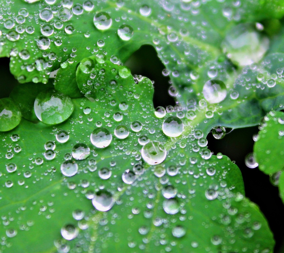 Обои Clear Dew Drops On Green Leaf 960x854