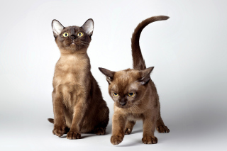 Kostenloses Two kittens Wallpaper für Android, iPhone und iPad