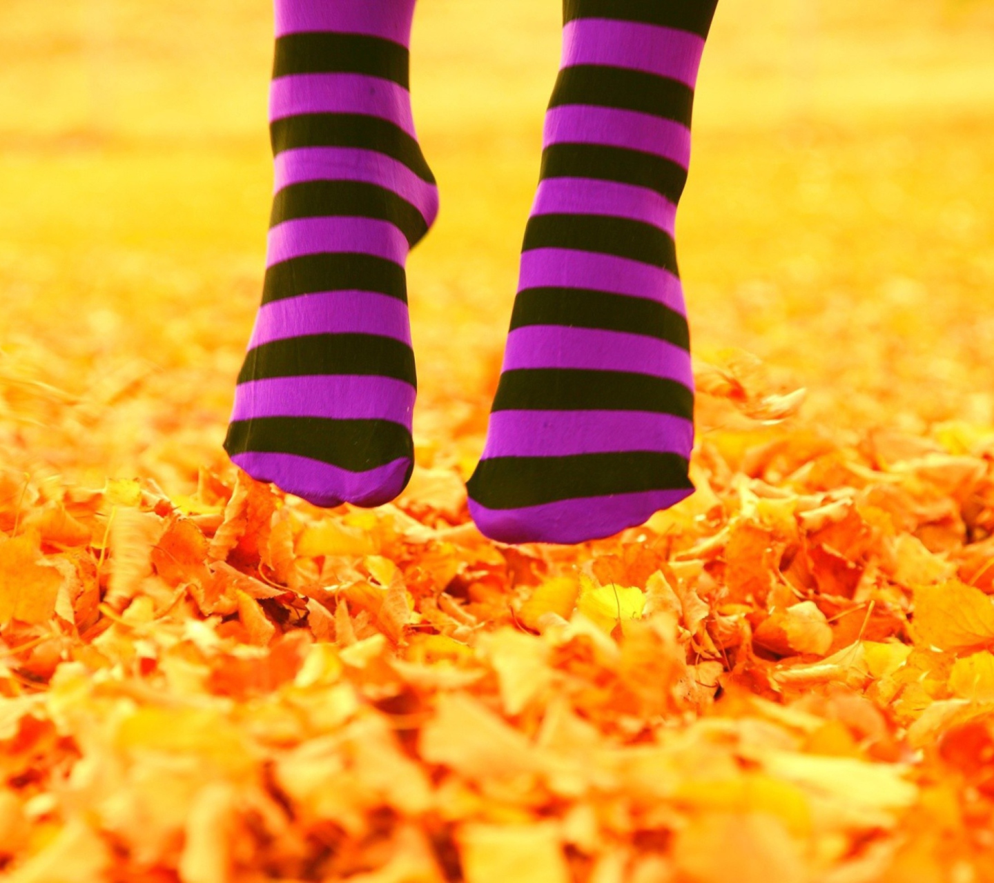 Обои Purple Feet And Yellow Leaves 1440x1280