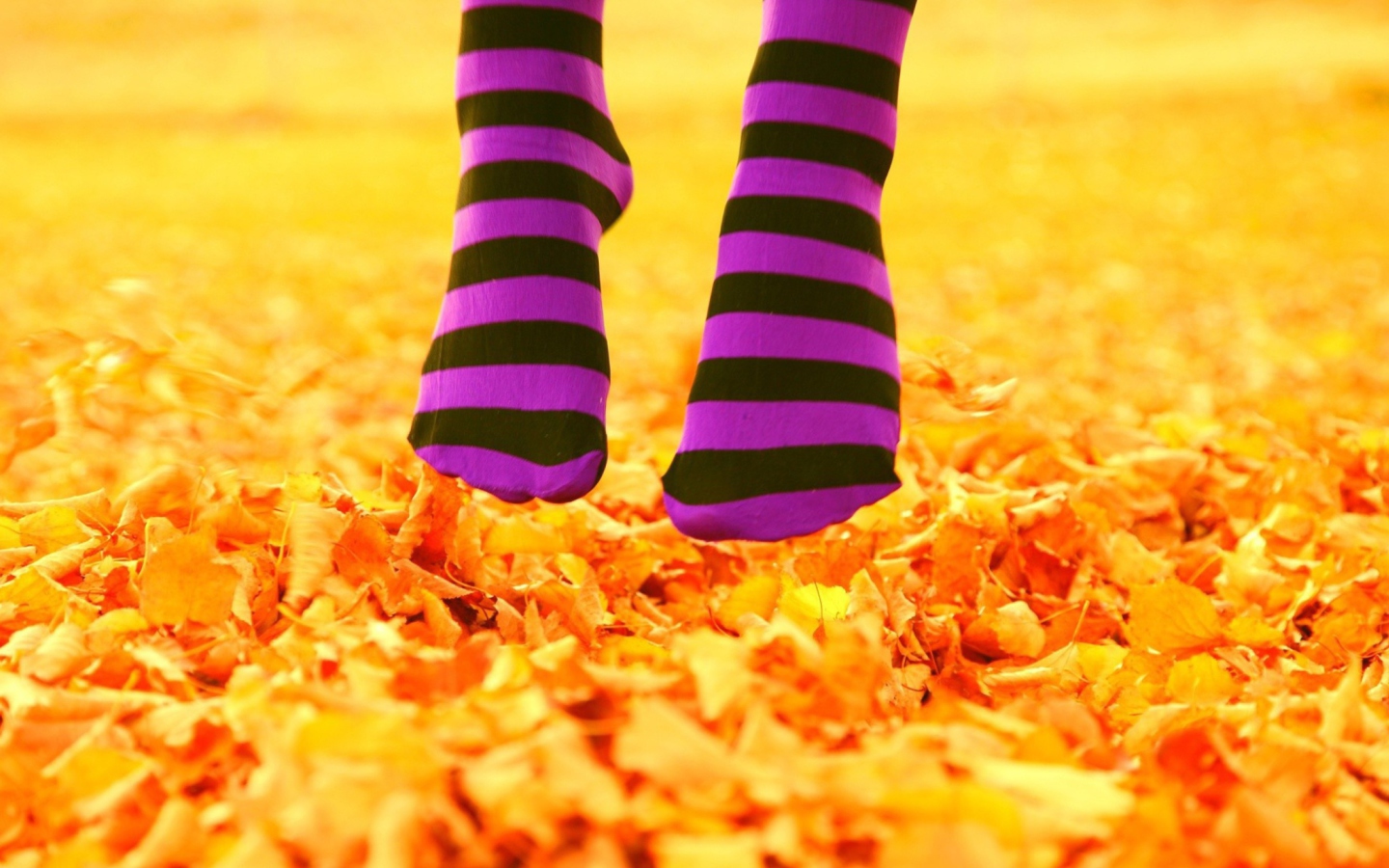 Обои Purple Feet And Yellow Leaves 1440x900