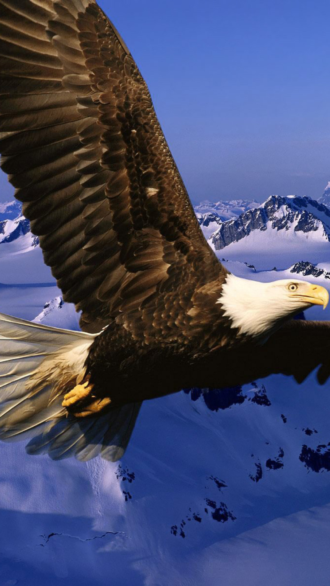 Das American Eagle Wallpaper 1080x1920