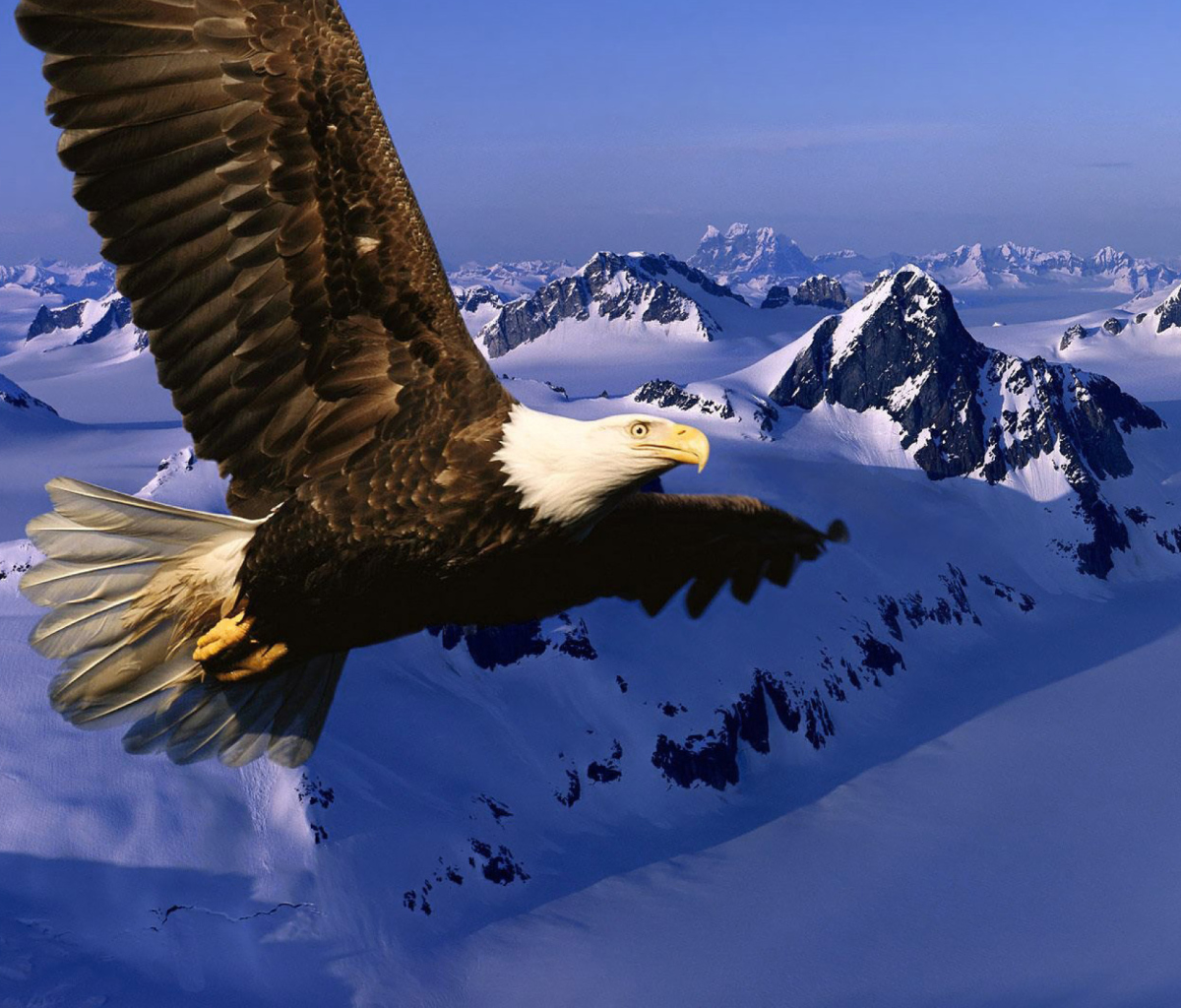 American Eagle screenshot #1 1200x1024