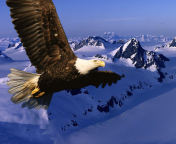 American Eagle screenshot #1 176x144