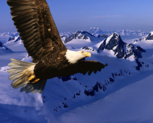 Das American Eagle Wallpaper 220x176