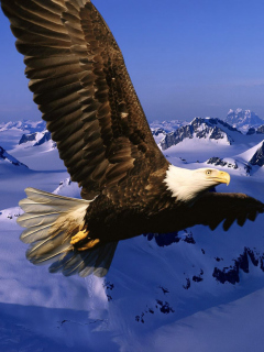 Sfondi American Eagle 240x320