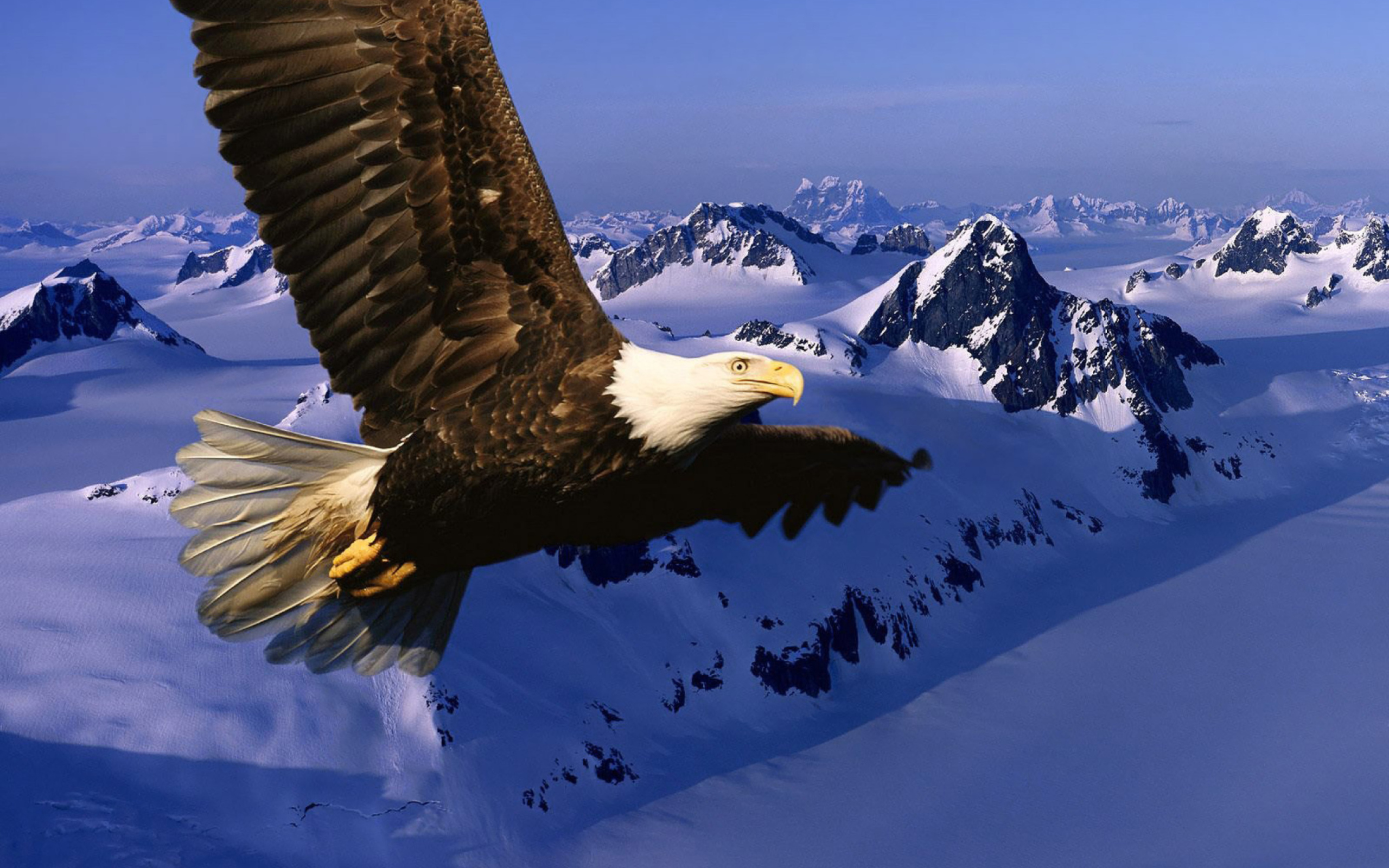 Das American Eagle Wallpaper 2560x1600
